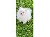 PoulaTo: Pomeranian Pup